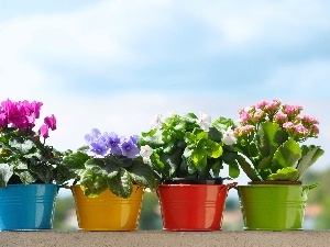 Buckets, color, Flowers, potted