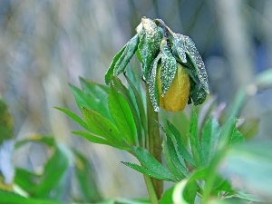 bud, anemone