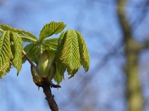 bud, chestnut