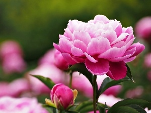 bud, peony, Colourfull Flowers