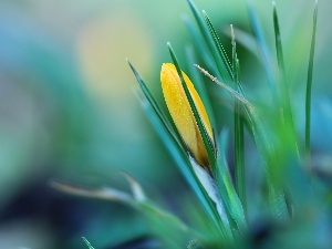 crocus, bud, Yellow