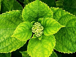 bud, hydrangea