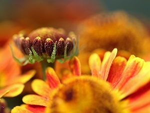 bud, Yellow, Red, Flowers, Helenium, color