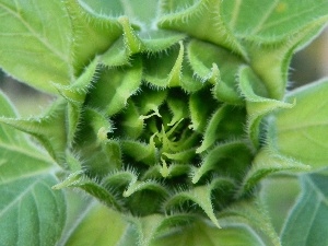 bud, Sunflower