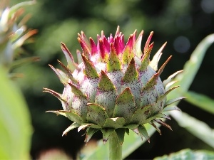 bud, teasel