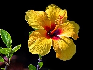bud, Colourfull Flowers, Yellow, hibiskus