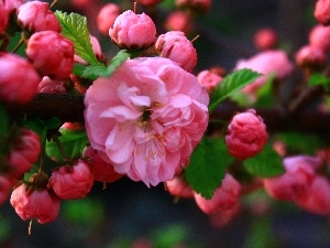 Buds, Colourfull Flowers, Almond, Pink