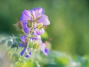 Buds, Colourfull Flowers, geranium