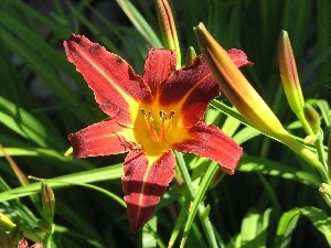 Buds, Colourfull Flowers, lily