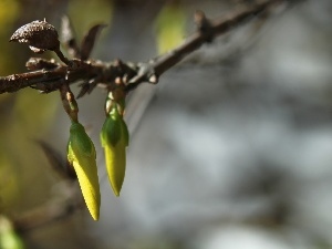 Buds, Flowers, forsythia, Yellow