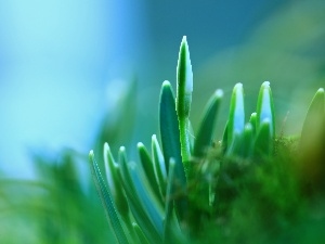 Buds, snowdrops