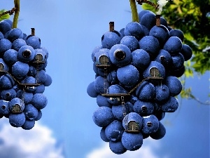 grape, Buldings, Blue