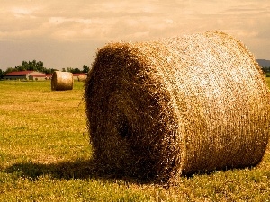Hay, bunch, country