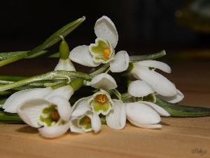 small bunch, snowdrops