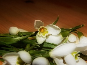 small bunch, snowdrops