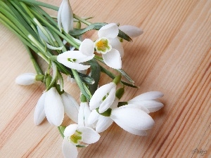 small bunch, snowdrops