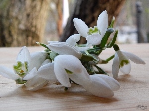 small bunch, snowdrops