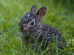 honeyed, Bunny, small