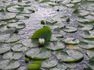 Burnaby, Water Lilies Lake