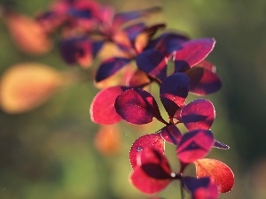 Bush, Leaf, barberry, Red