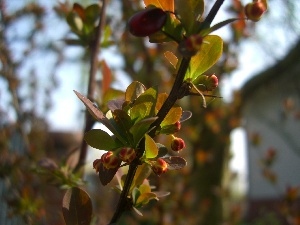 Bush, barberry