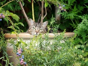 Bush, Park, cat, bowl