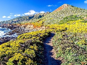 Bush, Mountains, Coast, sea