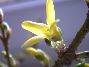 Bush, Spring, forsythia, Colourfull Flowers