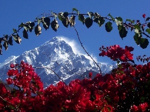 flourishing, Bush, Mountains