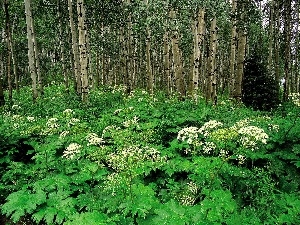 Bush, viewes, green ones, forest, trees