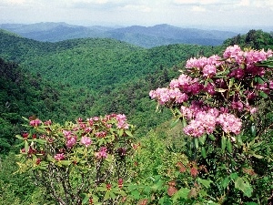 rhododendron, flourishing, forested, Mountains
