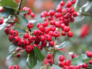 Fruits, Bush, Red