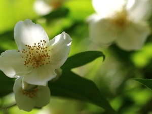 Bush, Colourfull Flowers, jasmine, White