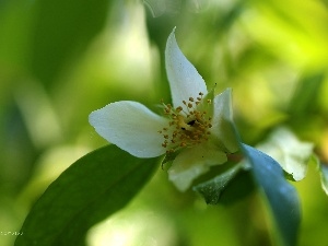 Bush, Colourfull Flowers, jasmine, White