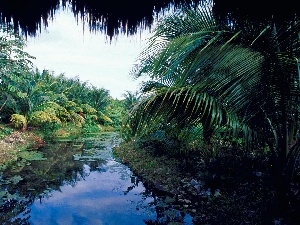 Palms, Bush, River