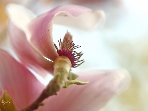 Bush, Colourfull Flowers, Pink, Magnolia