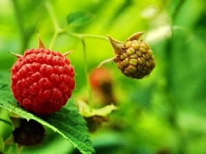 bush, raspberries