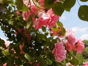roses, Bush, Pink