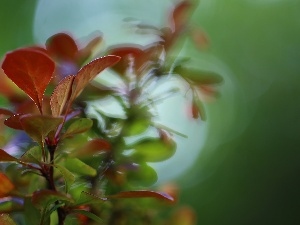 Bush, Leaf, Berberis Thunbergii, shadows, color