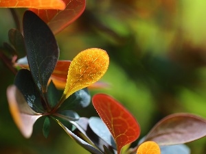 Bush, Leaf, Berberis Thunbergii, color