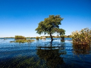 Bush, Meadow, trees, flood, VEGETATION, flooded