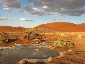 water, Bush, Desert