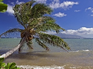 water, Bush, Palm