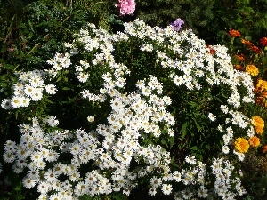 grass, Bushes, Flowers