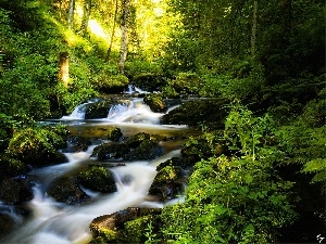 Bushes, viewes, forest, River, trees