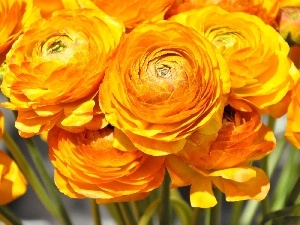 buttercup, Flowers, Asian Ranunculus
