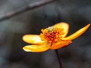 Flower, buttercup, Orange