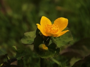 buttercup, Colourfull Flowers, Yellow