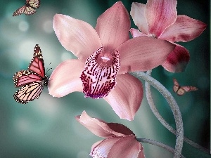 orchid, butterflies, Pink