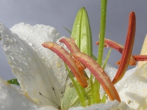 butterfly, lily, Colourfull Flowers, white